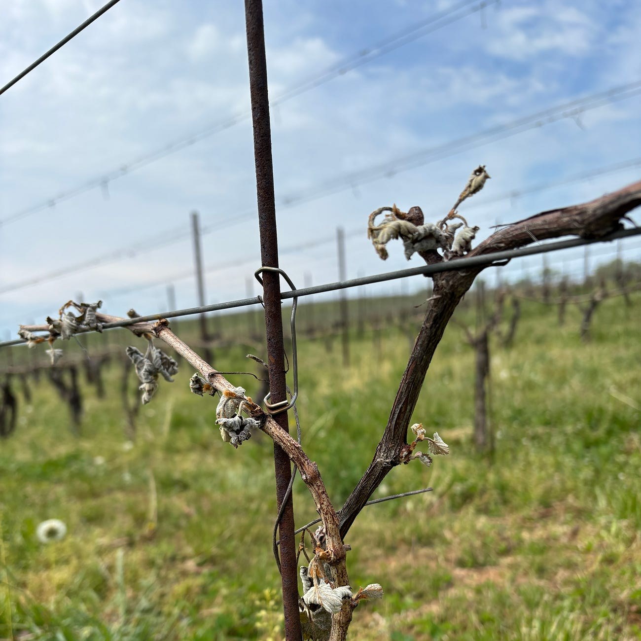 A grapevine trained along a trellis wire at Walsh Family Wines, its new shoots shrivelled brown and grey after frost, with rows of bare vines and green cover crop receding into the distance under a pale sky.